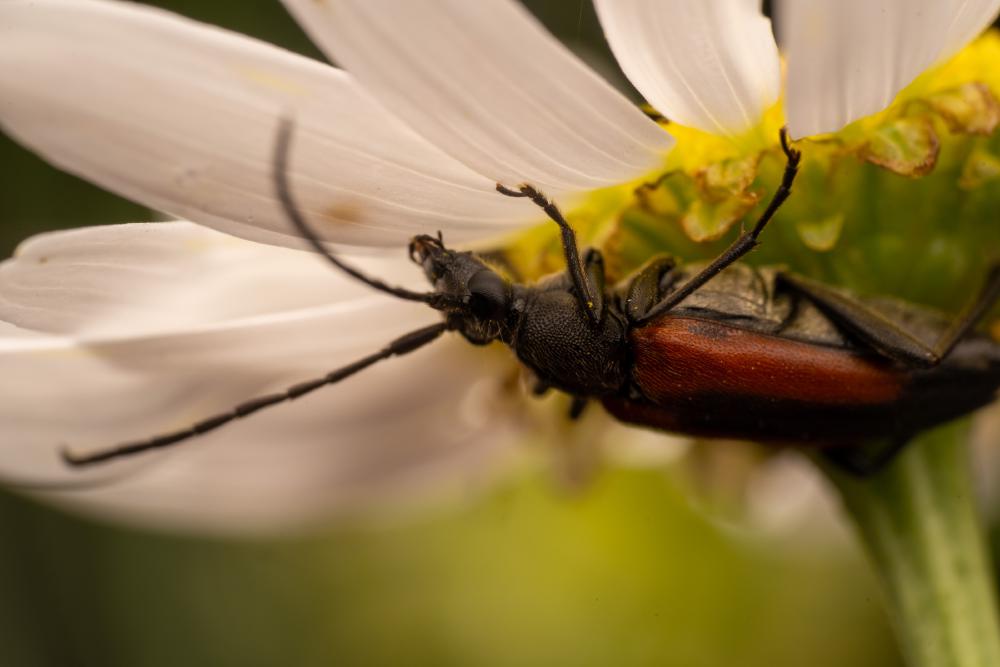 January 28, 2025 – Issue No. 529
– Issue No. 529: “Black-striped Longhorn Beetle“ Black-striped Longhorn Beetle