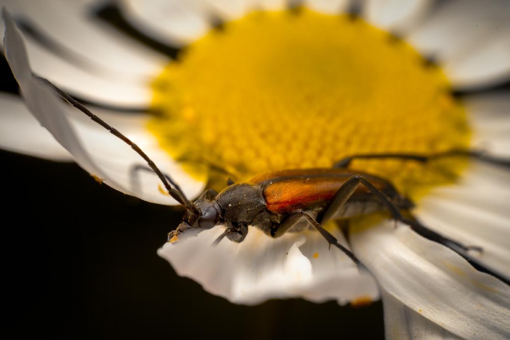 January 29, 2025 – Issue No. 530
– Issue No. 530: “Black-striped Longhorn Beetle“ Black-striped Longhorn Beetle