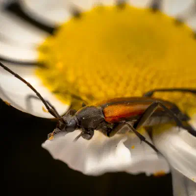 Black-striped Longhorn Beetle