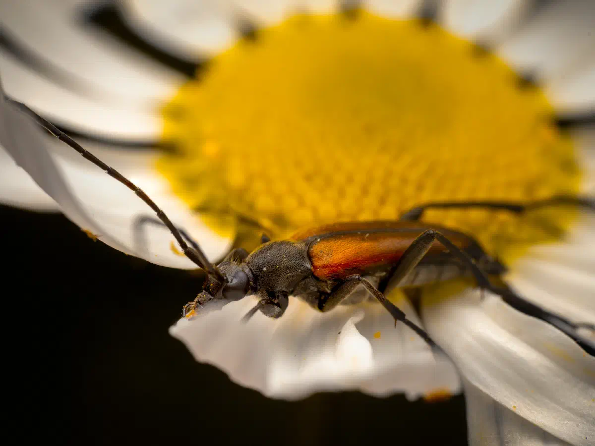 Black-striped Longhorn Beetle