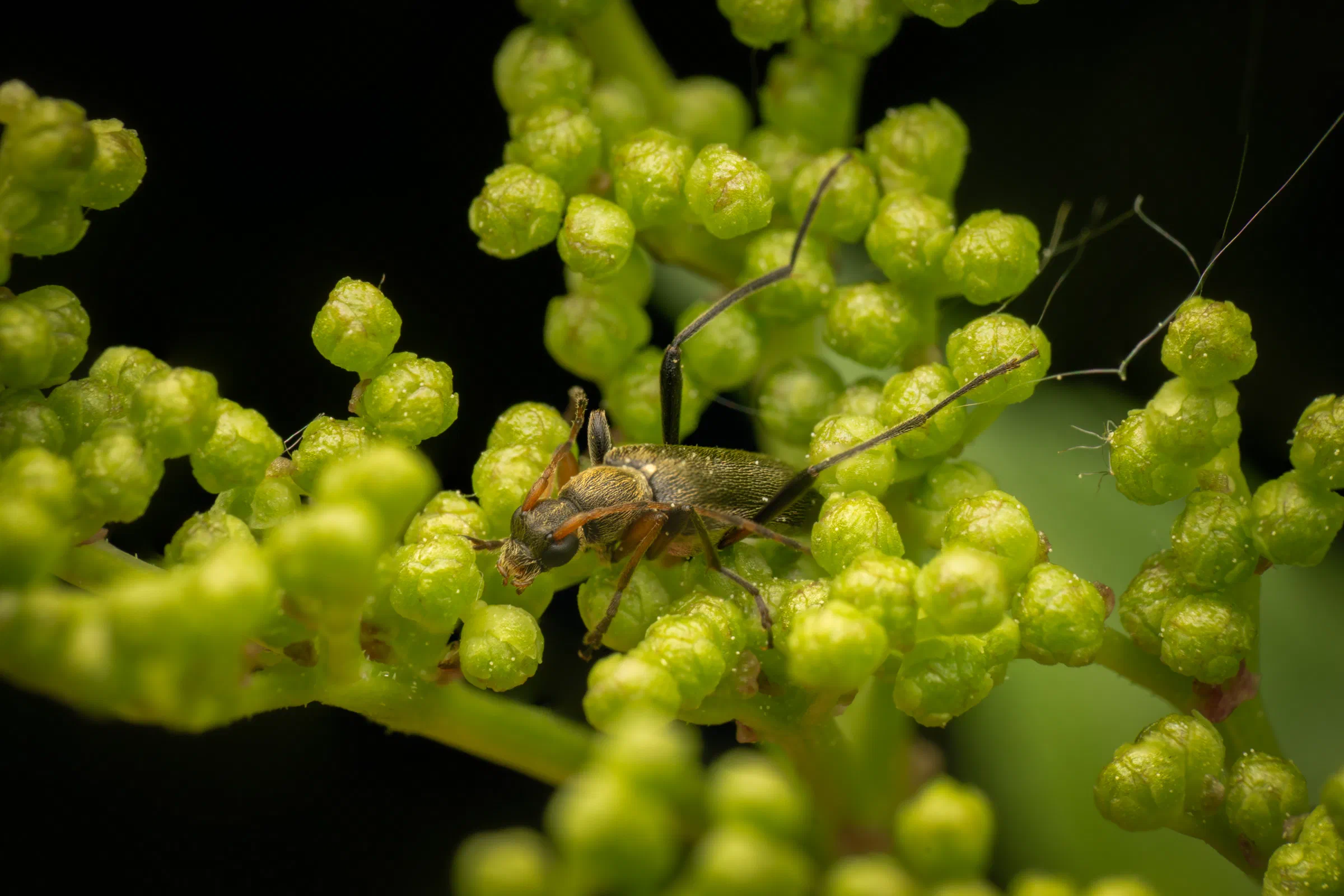 Mattschwarzer Blütenbock