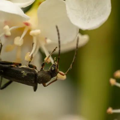 Mattschwarzer Blütenbock