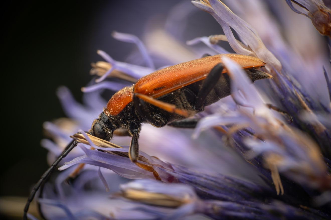 Red Pine Longhorn Beetle – No. 1