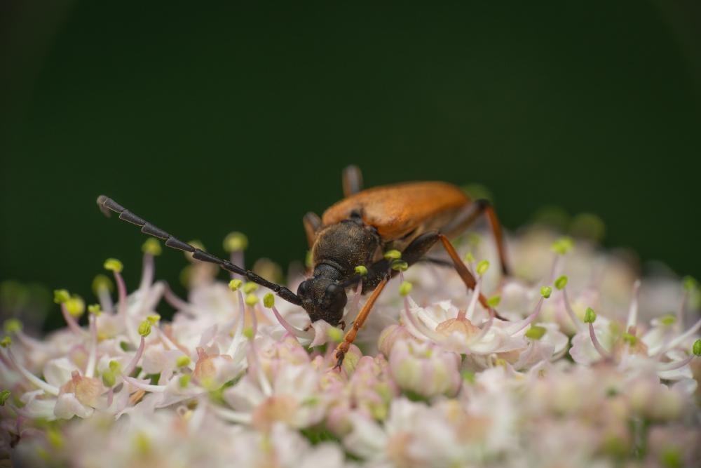 December 28, 2024 – Issue No. 498
– Issue No. 498: “Red Pine Longhorn Beetle“ Red Pine Longhorn Beetle