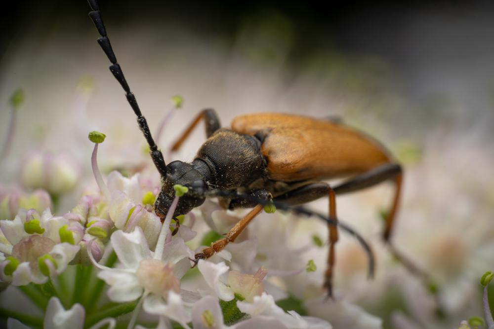 December 20, 2024 – Issue No. 490
– Issue No. 490: “Red Pine Longhorn Beetle“ Red Pine Longhorn Beetle