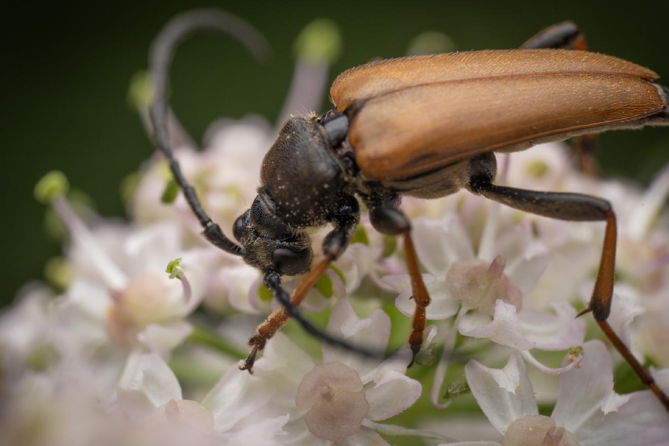 Red Pine Longhorn Beetle – No. 3