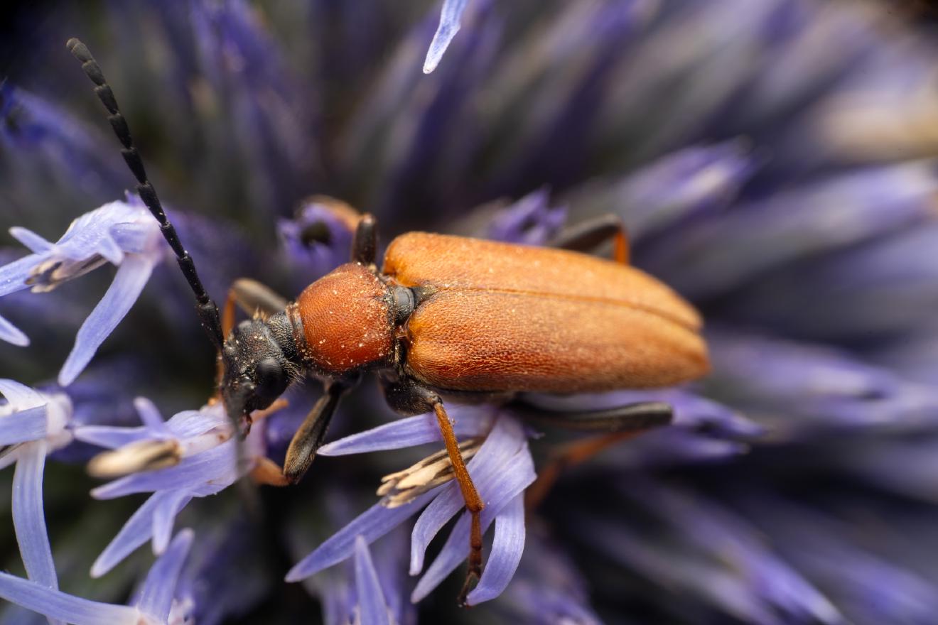 Red Pine Longhorn Beetle – No. 5