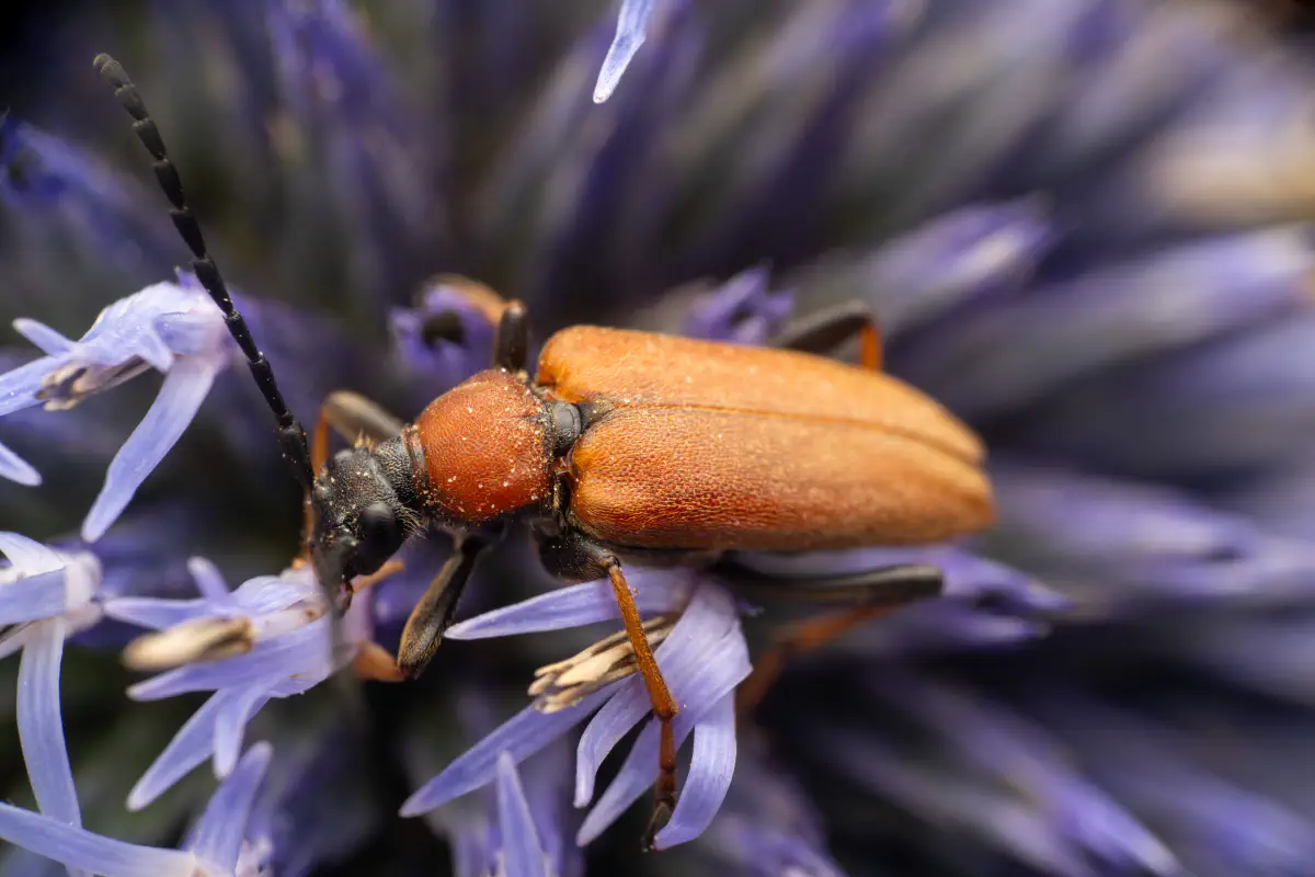 Red Pine Longhorn Beetle – No. 5