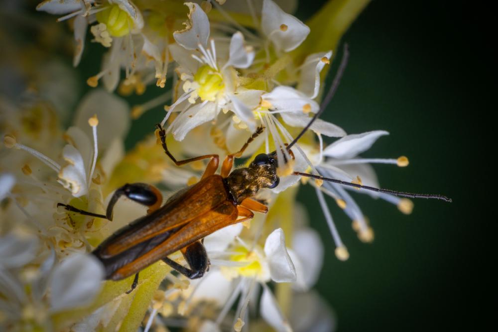 March 26, 2024 – Issue No. 221
– Issue No. 221: “variable longhorn beetle“ variable longhorn beetle