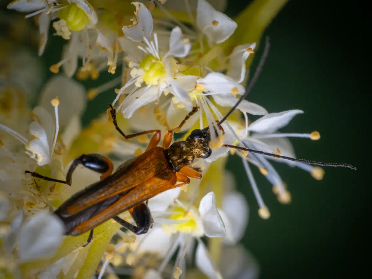 variable longhorn beetle