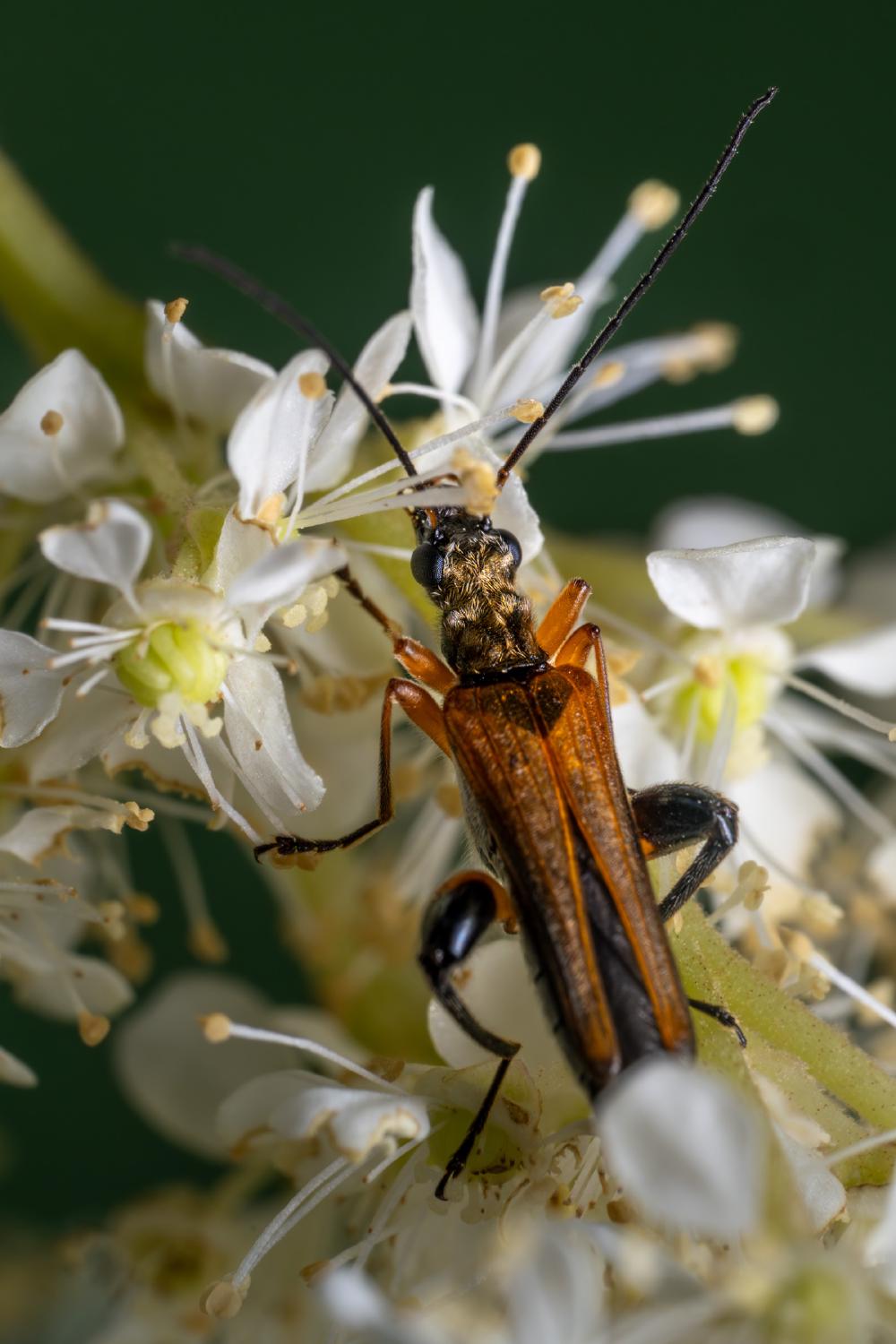 October 8, 2023 – Issue No. 51
– Issue No. 51: “variable longhorn beetle“ variable longhorn beetle