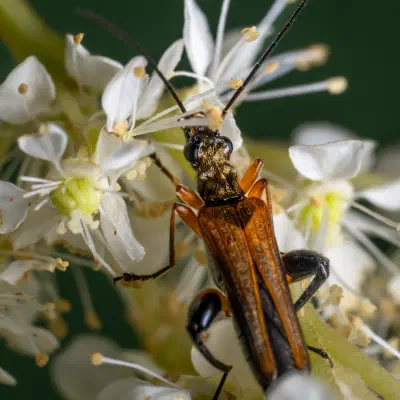 variable longhorn beetle