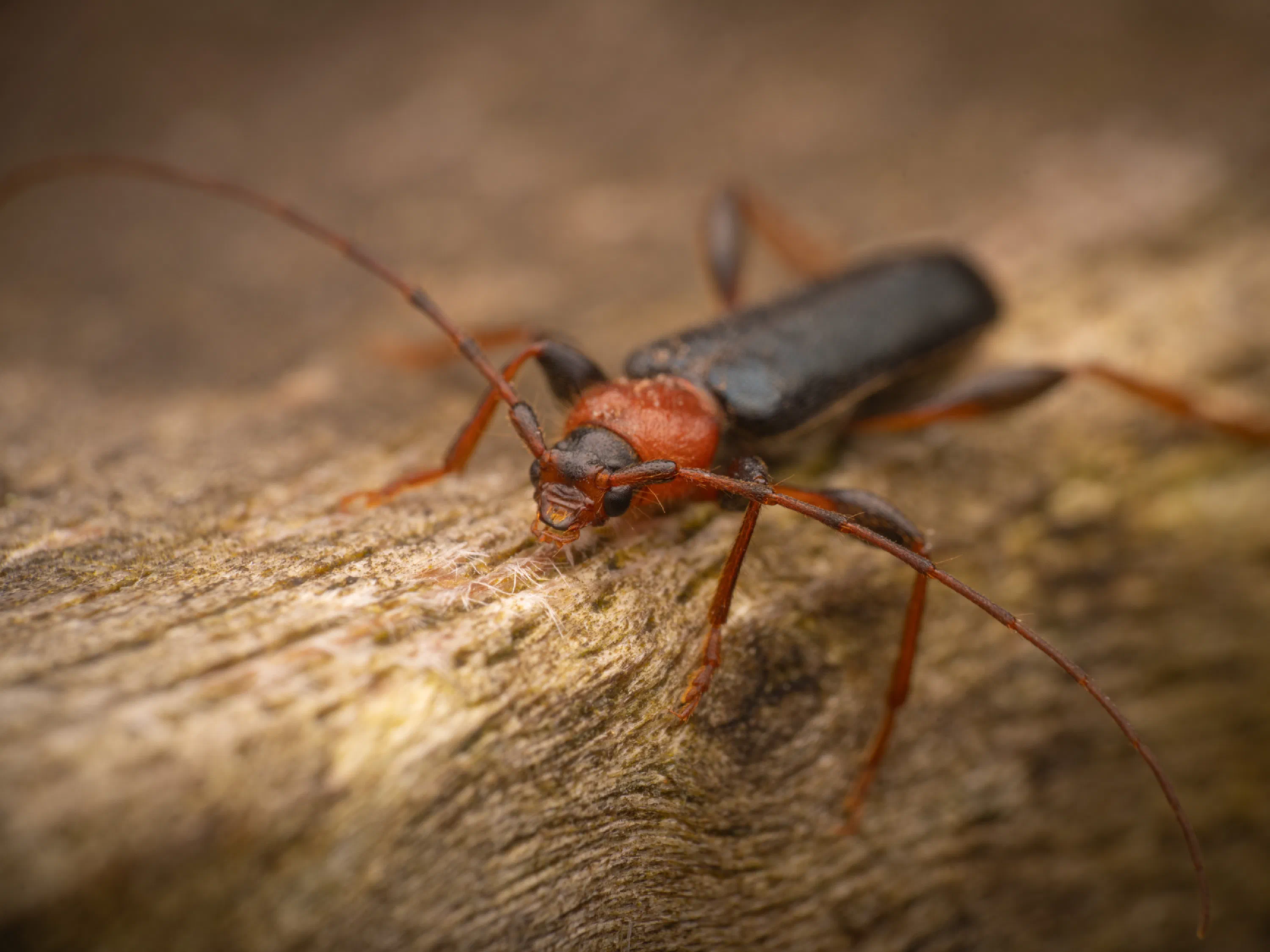 Tanbark Borer