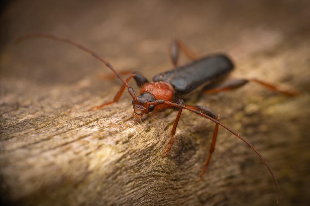 July 19, 2024 – Issue No. 336
– Issue No. 336: “Tanbark Borer“ Tanbark Borer