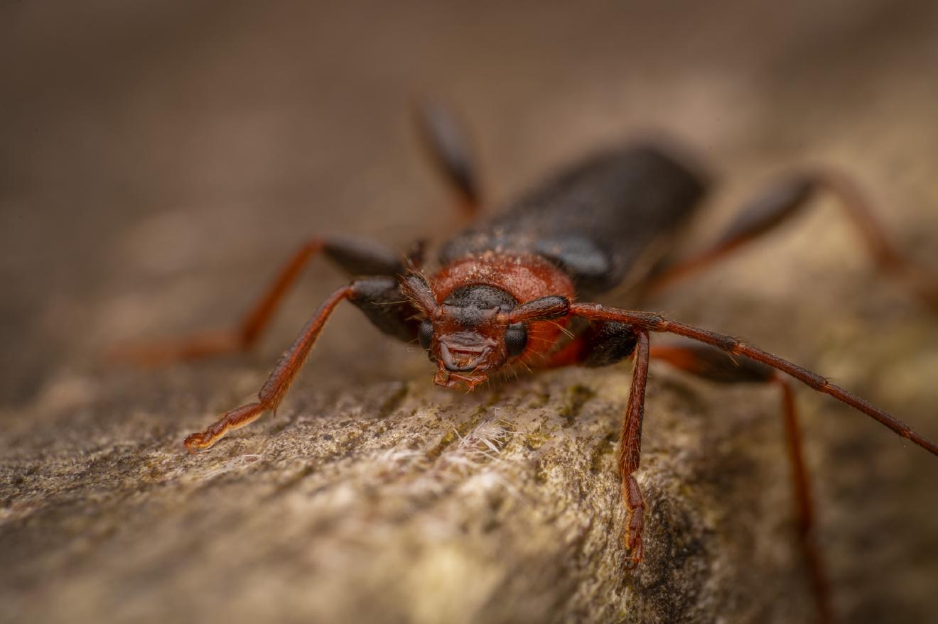 Tanbark Borer – No. 2