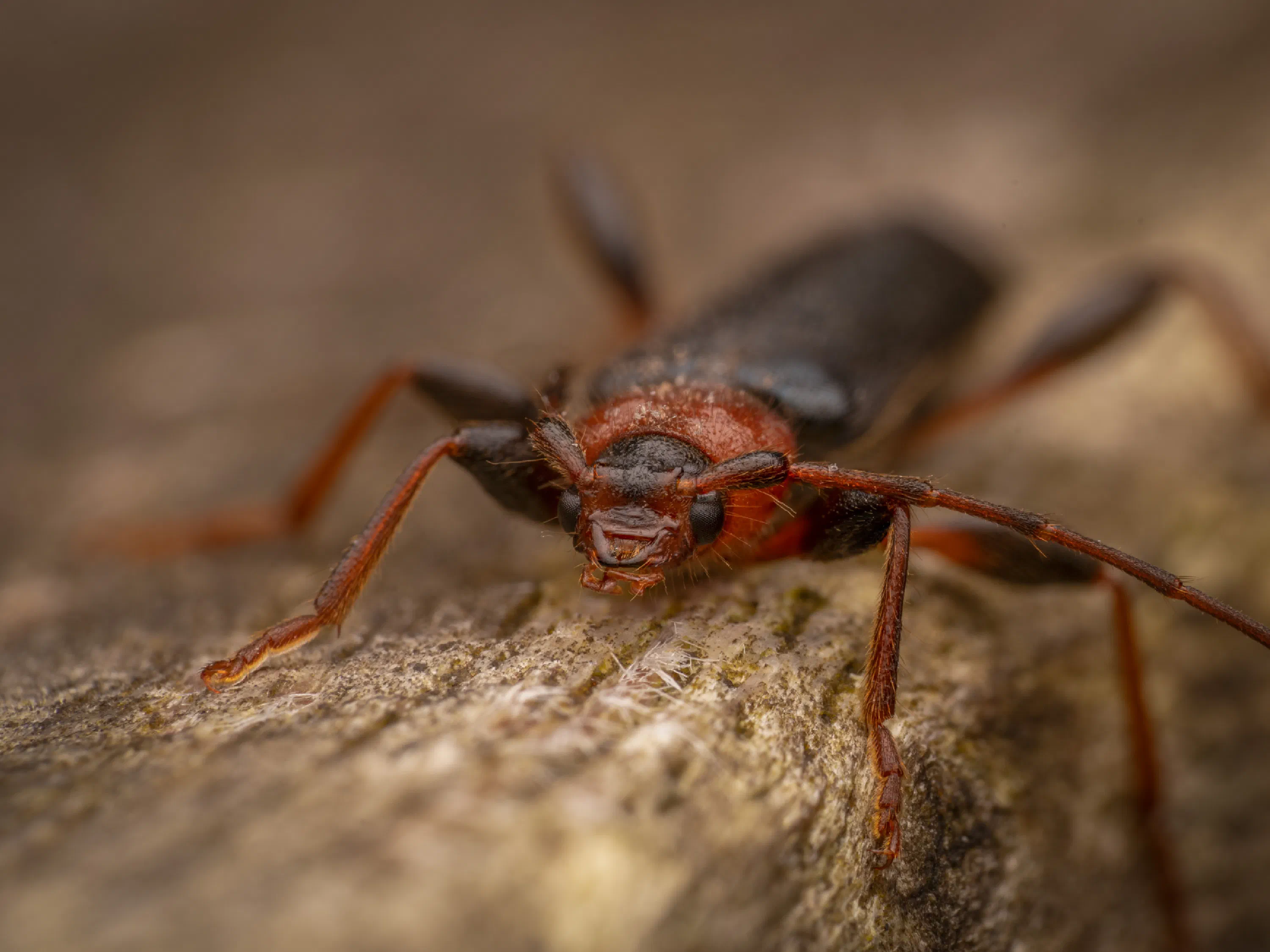 Tanbark Borer