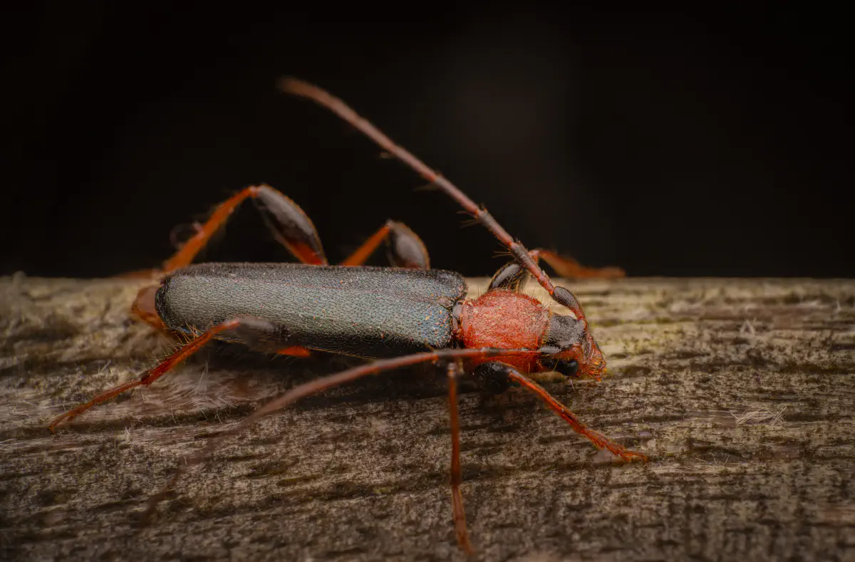 Tanbark Borer