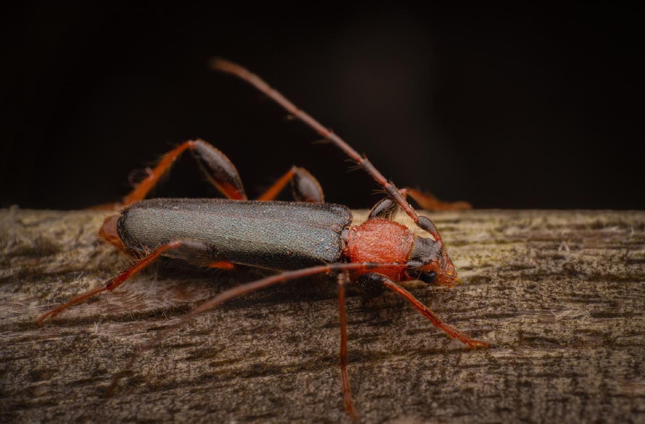 Tanbark Borer – No. 3