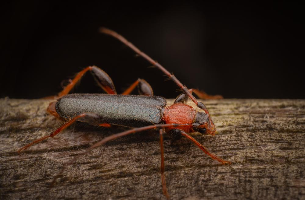 July 16, 2024 – Issue No. 333
– Issue No. 333: “Tanbark Borer“ Tanbark Borer