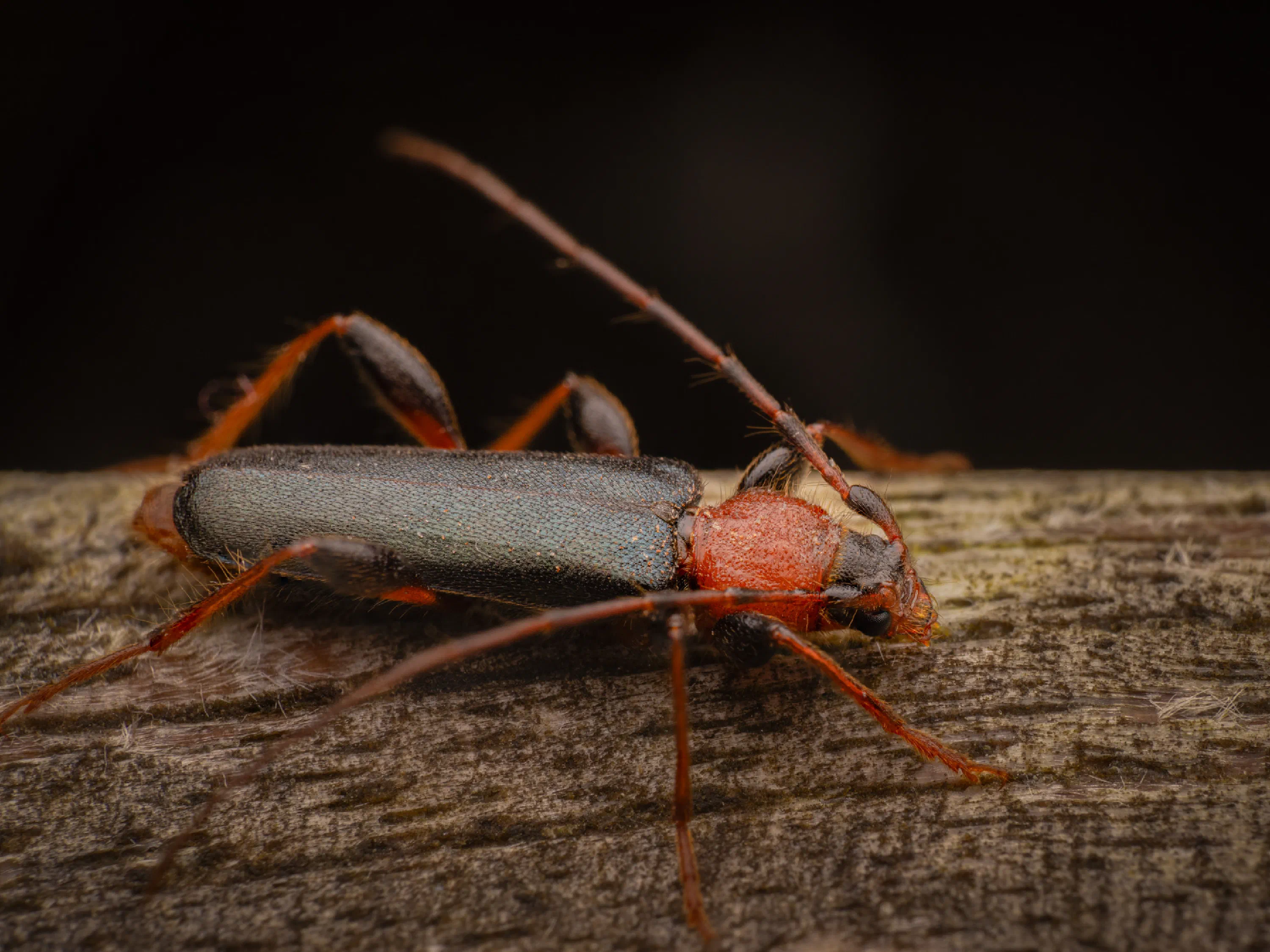 Tanbark Borer