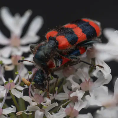 Checkered Beetles