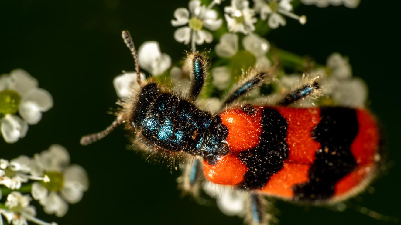 Bee-eating Beetle – No. 1