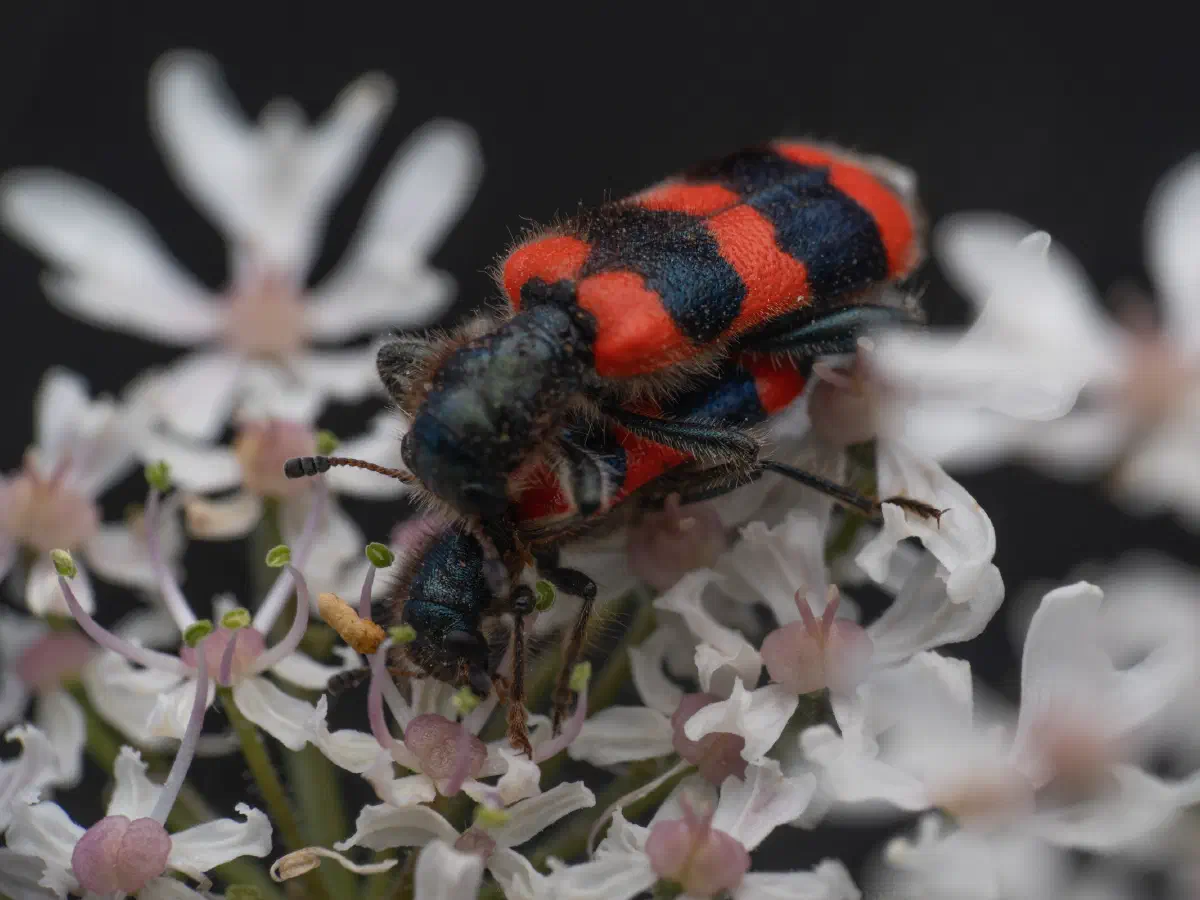 Clairon des abeilles