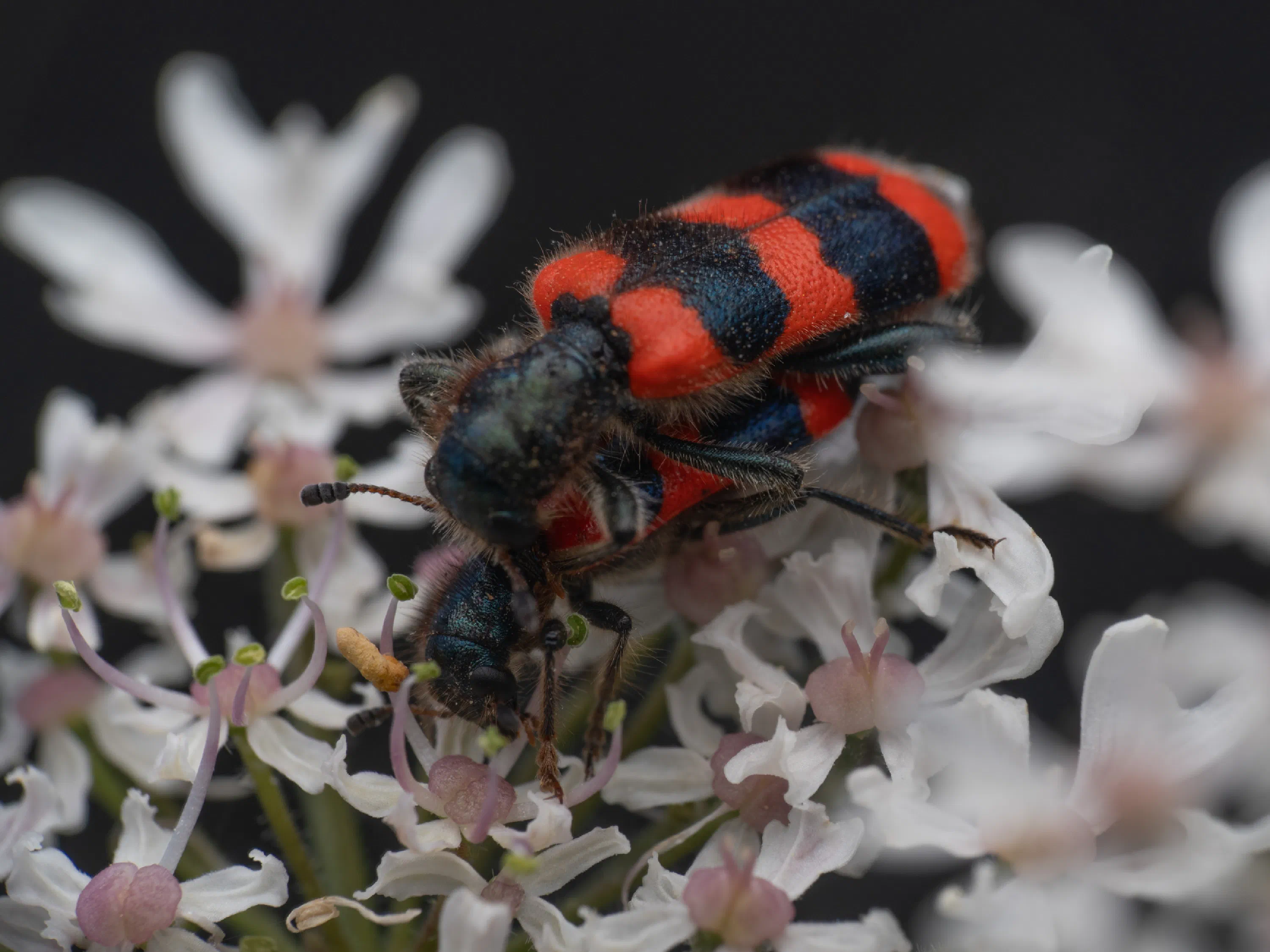 Trichodes apiarius