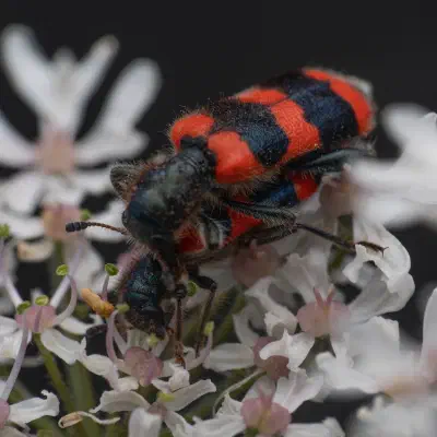 Clairon des abeilles