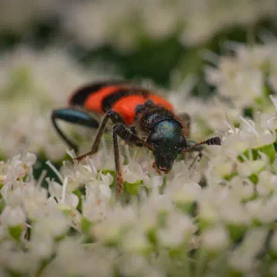Trichodes apiarius