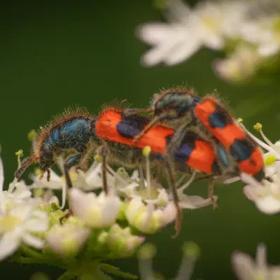 Trichodes apiarius