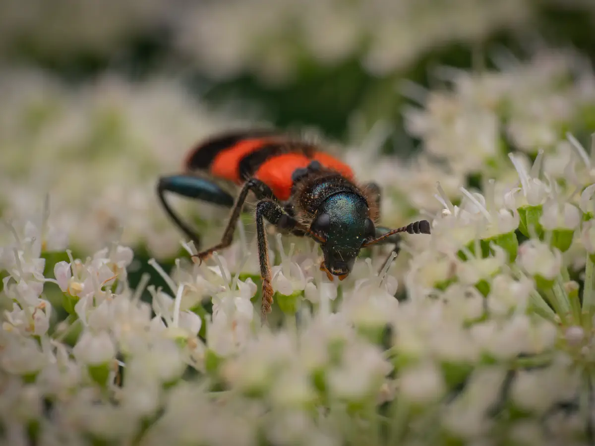 Clairon des abeilles