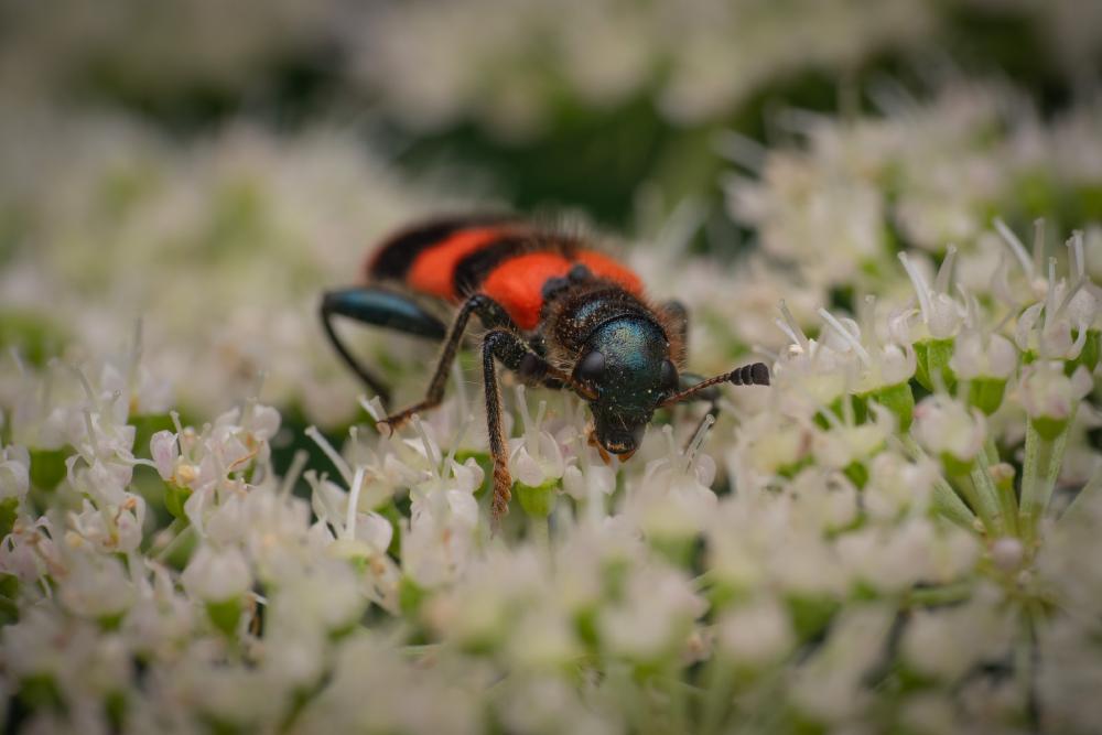 December 23, 2024 – Issue No. 493
– Issue No. 493: “Bee-eating Beetle“ Bee-eating Beetle