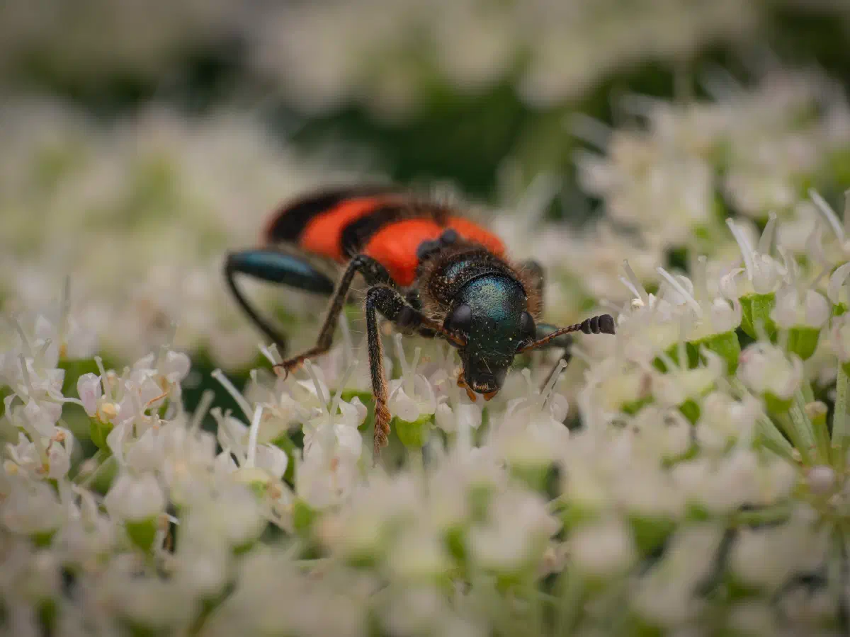 Clairon des abeilles