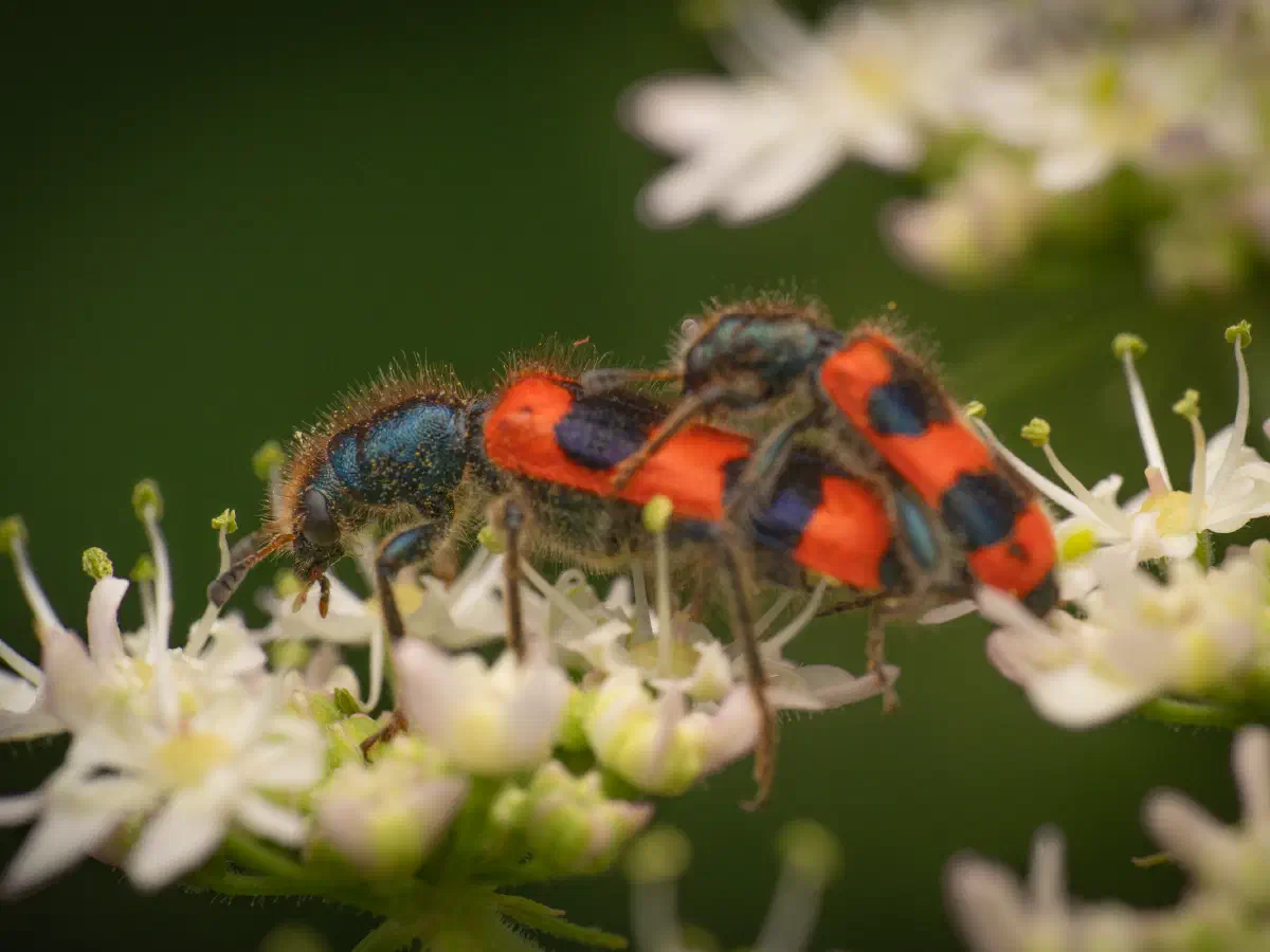Clairon des abeilles