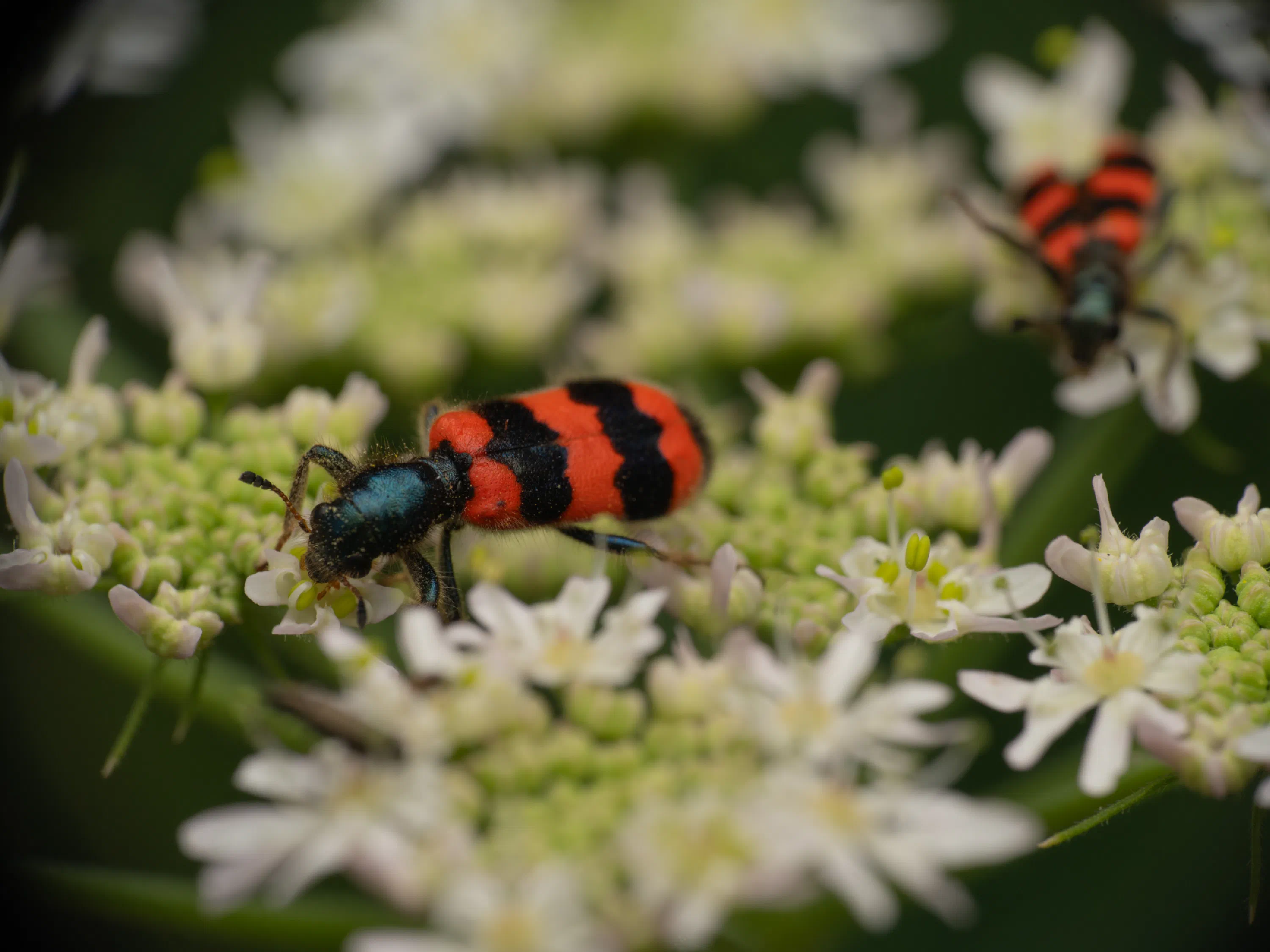 Trichodes apiarius