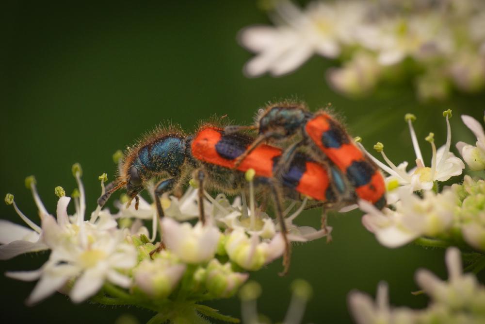 June 28, 2025 – Issue No. 680
– Issue No. 680: “Bee-eating Beetle“ Bee-eating Beetle
