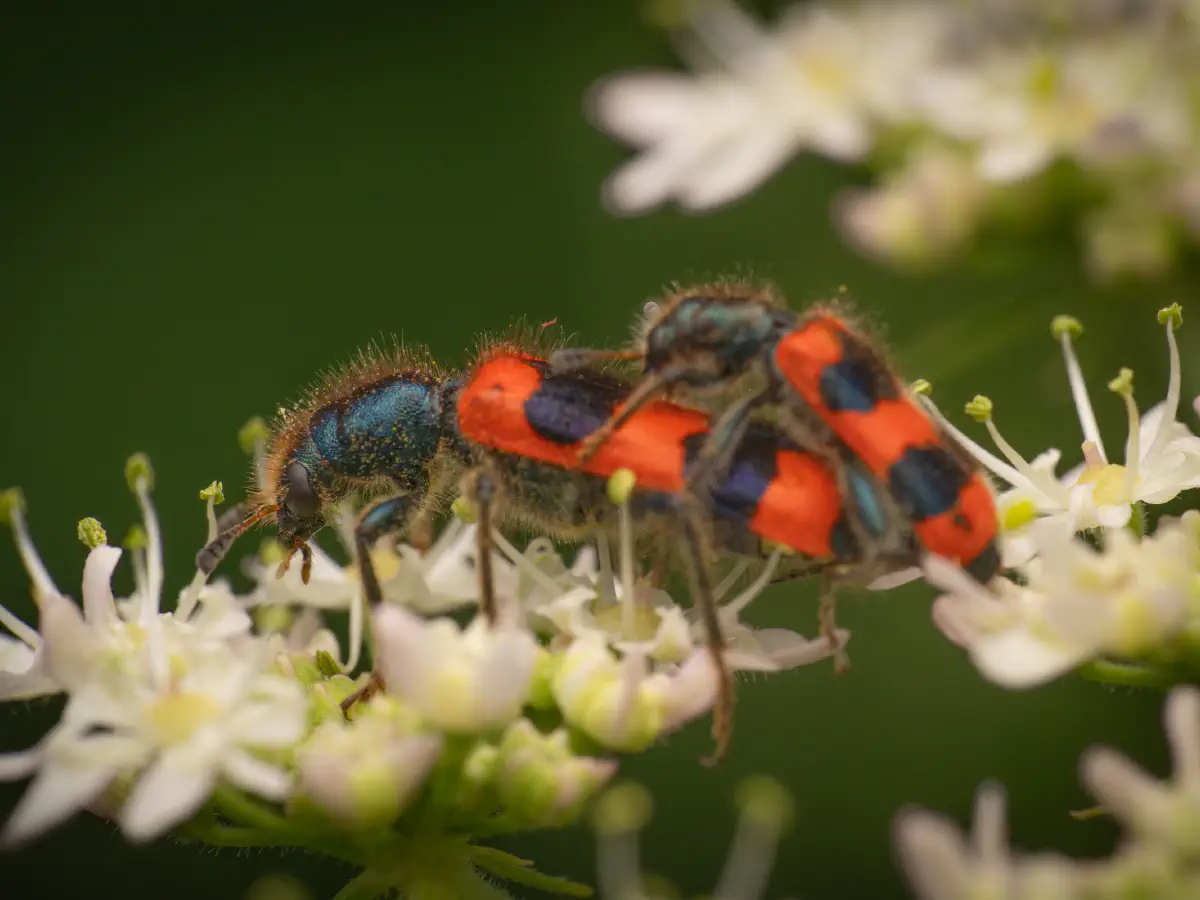 Clairon des abeilles
