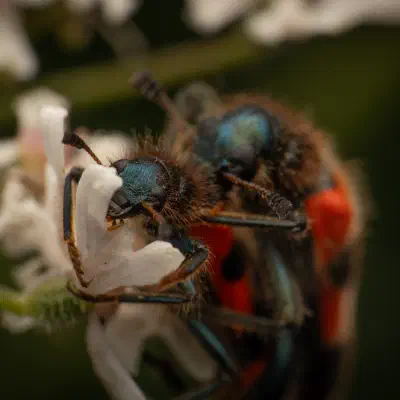 Trichodes apiarius