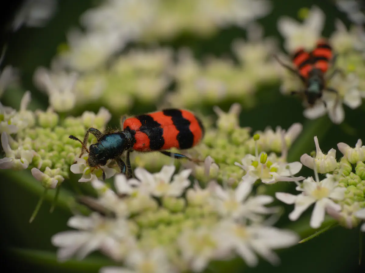 Clairon des abeilles
