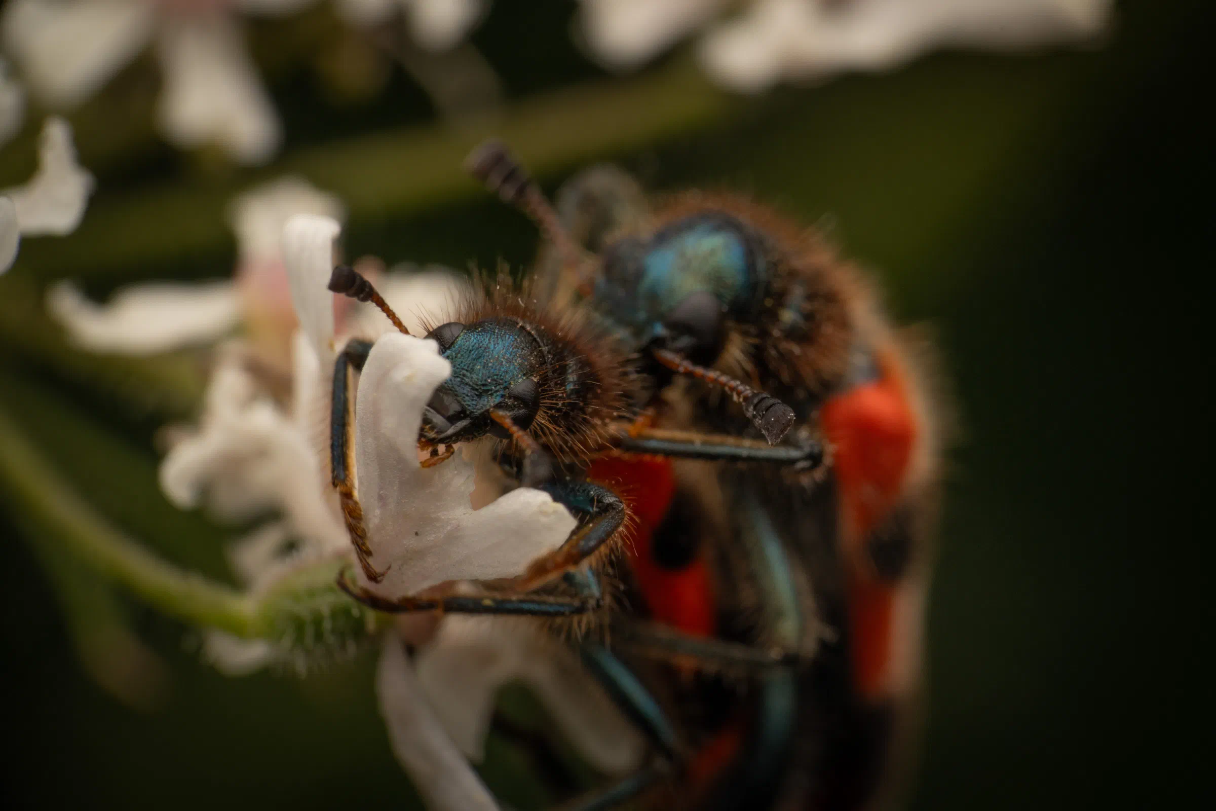 Clairon des abeilles