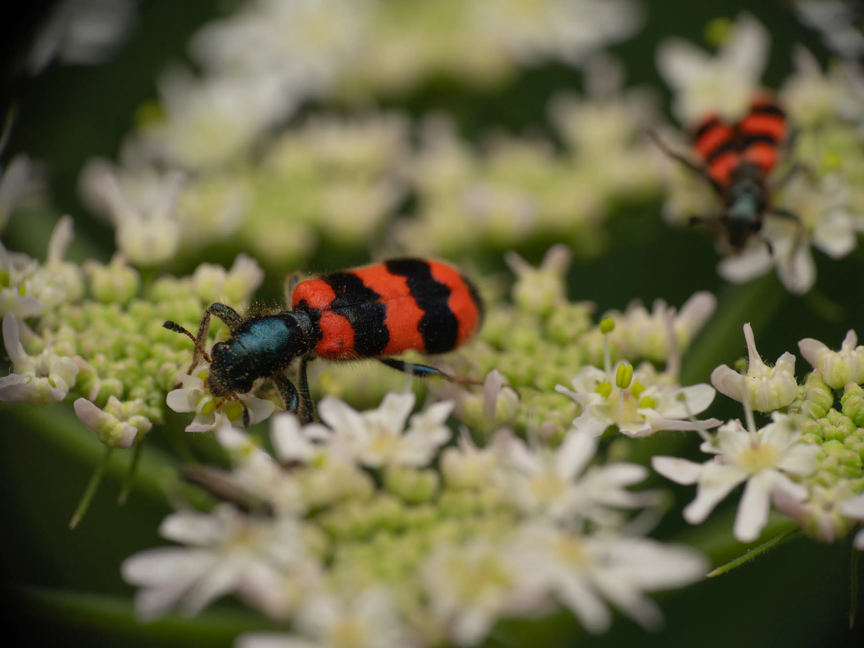 Trichodes apiarius