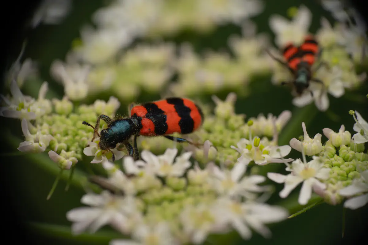 Bee-eating Beetle – No. 4