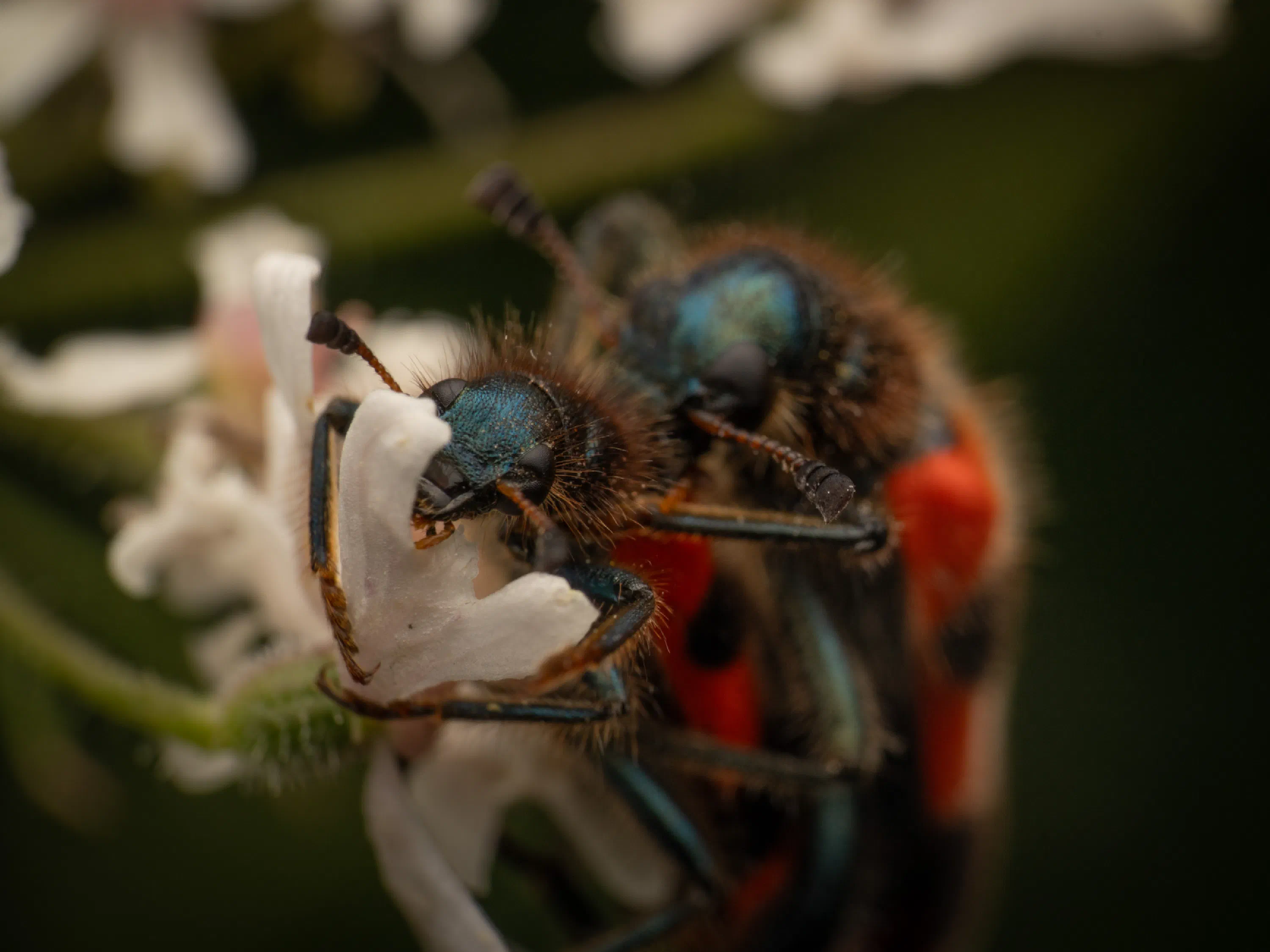 Trichodes apiarius