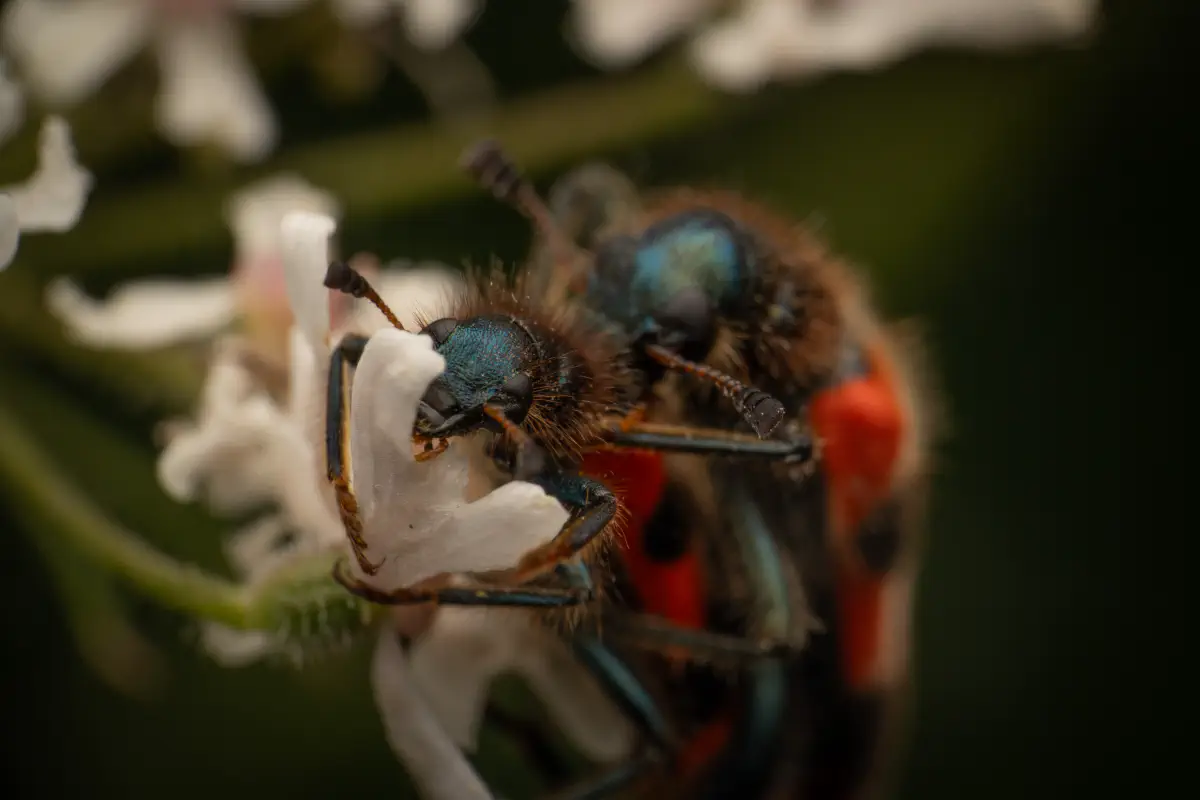 Bee-eating Beetle – No. 5