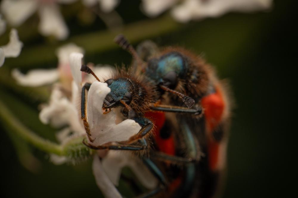 January 18, 2025 – Issue No. 519
– Issue No. 519: “Bee-eating Beetle“ Bee-eating Beetle
