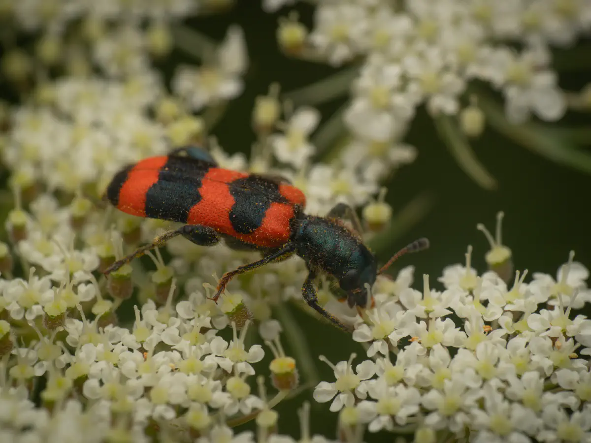 Clairon des abeilles