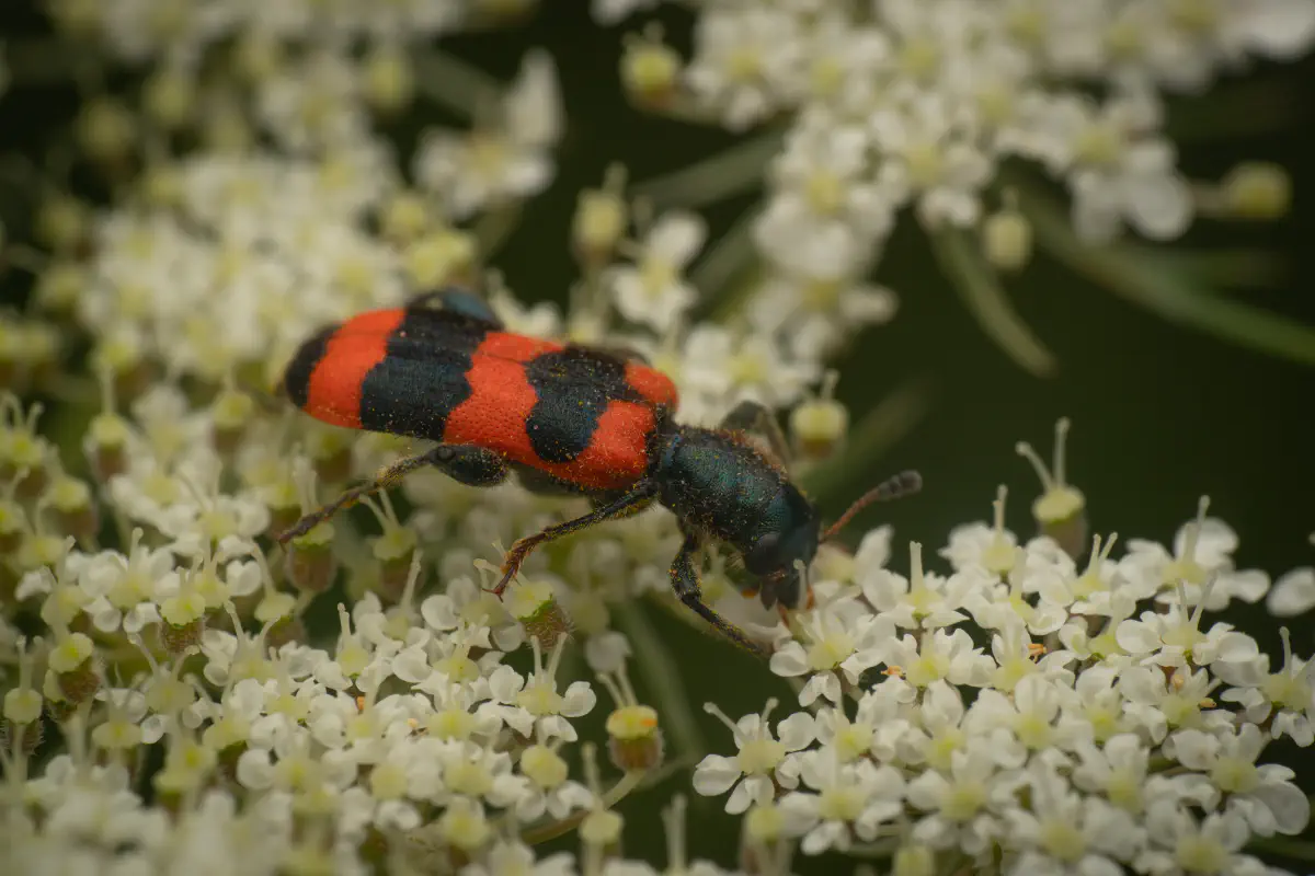 Bee-eating Beetle – No. 6