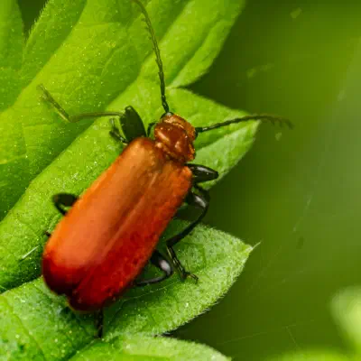 Feuerkäfer
