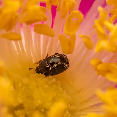 Sap-feeding Beetles